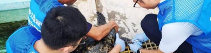 「一线实践」深圳救助的海龟有了“电子身份证”
